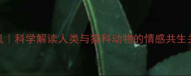 图片 🐾想养猫的5大心理动机｜科学解读人类与猫科动物的情感共生关系｜心理健康指南🌿1